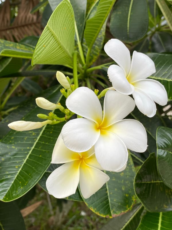 Lazy tropical morning: garden flowers, a cat, and a parked bike