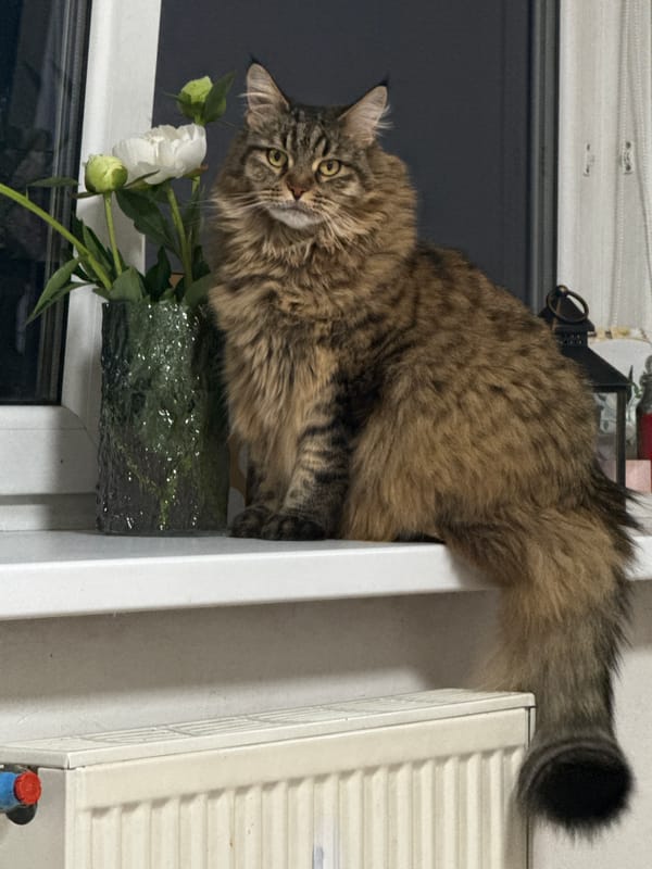 Tabby cat and white peonies on a windowsill in Izhevsk