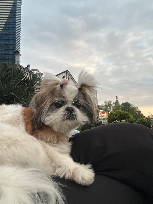 Pet Owner Walks Decorated Shih Tzu Through Batumi Waterfront