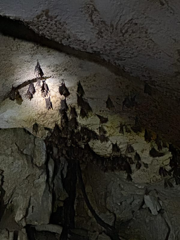 Bat colony documented in San Isidro cave, Philippines