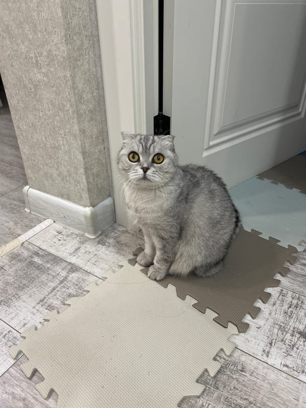 Folded-ear tabby cat photographed indoors in Cheboksary, Russia