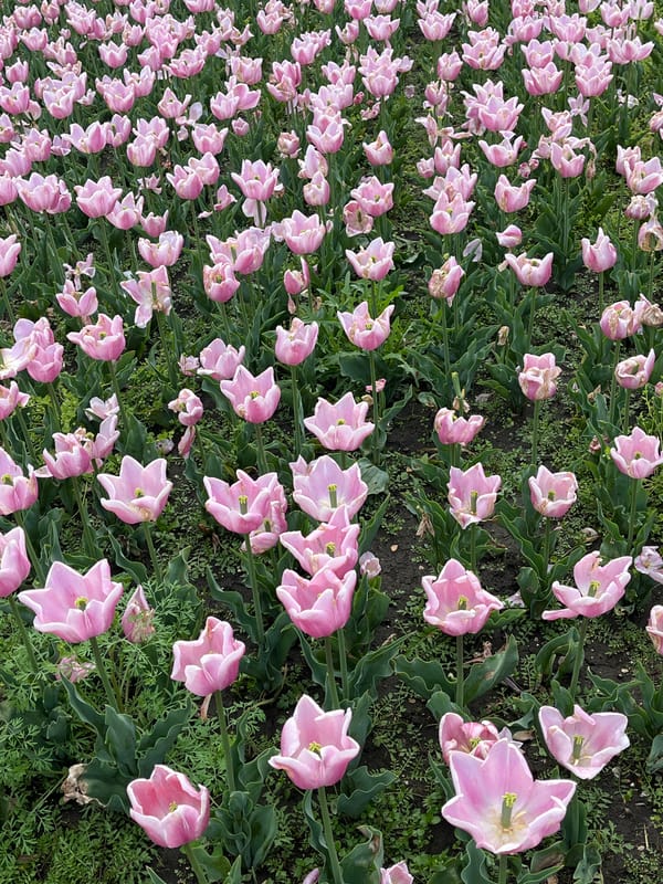 Spring day scenes captured in Kislovodsk spa city