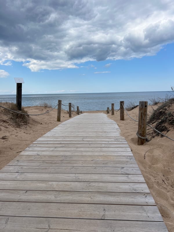 Spring walk documented along Saulkrasti boardwalk and pine forest