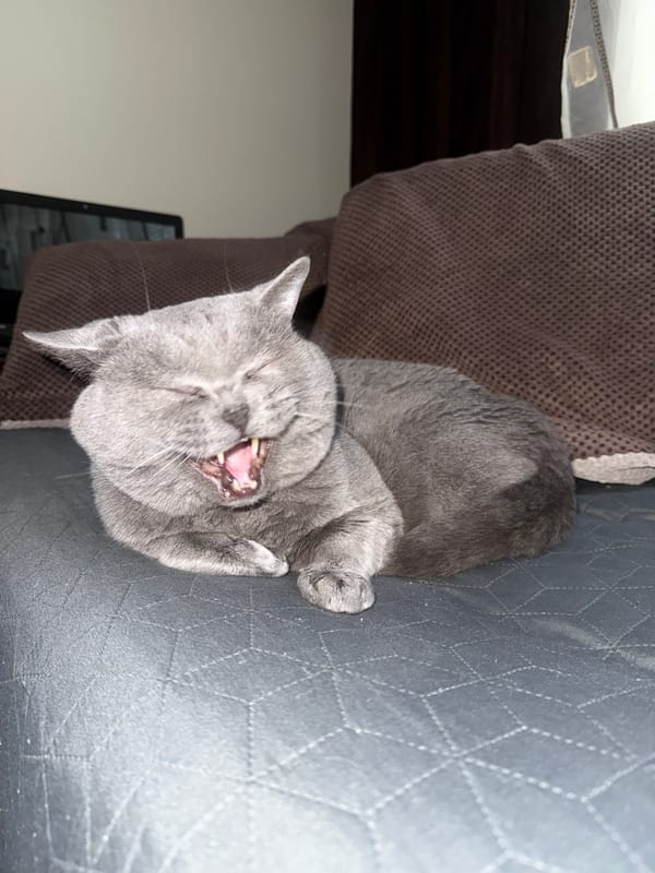 Gray cat caught yawning on quilted surface