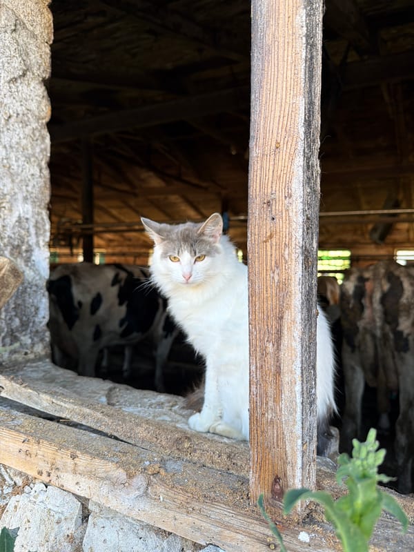 Farm day in rural Russia: cows, cats, a tractor, and a barn visit