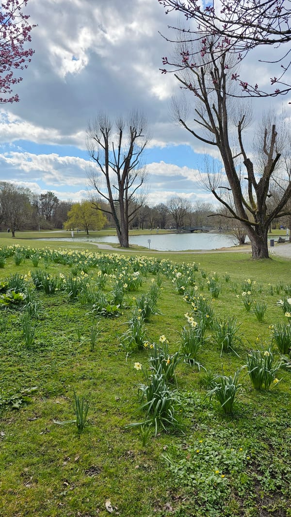 Spring daffodils bloom in Munich park near lake