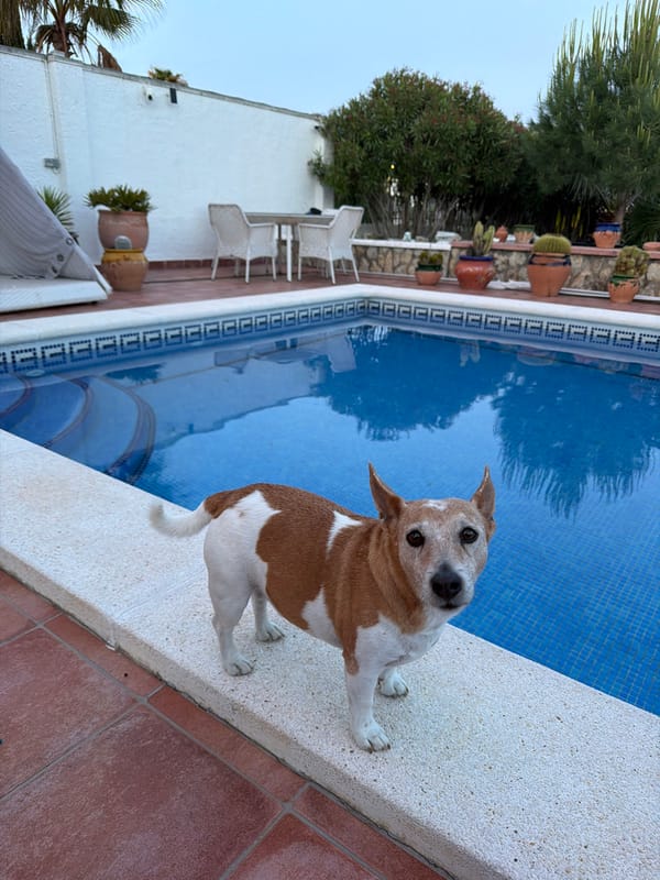 Dog by pool during sunset in Mont-roig del Camp