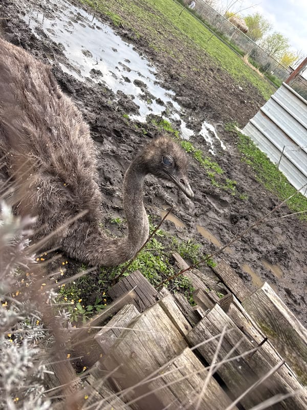 Morning wildlife viewing at Burgas Zoo captures lemurs and waterfowl
