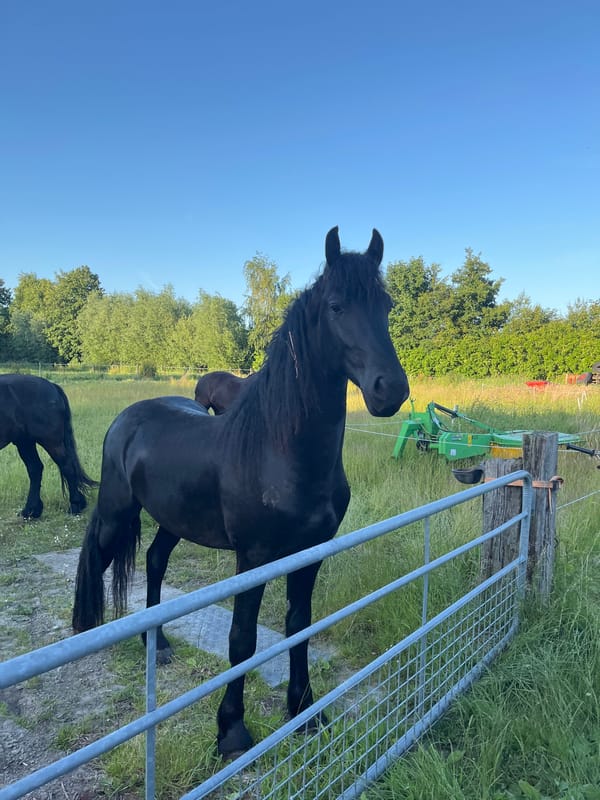 Black horses and outdoor setup in Uithuizen on a summer evening