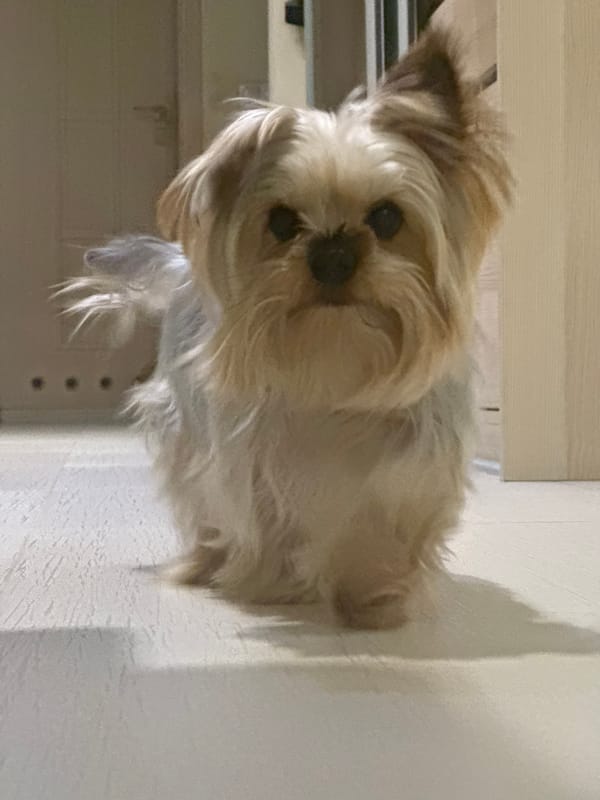 Man and Yorkshire Terrier photographed together in Sofia apartment