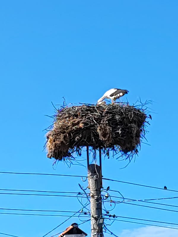 White stork nests on utility pole in Kadievo, Bulgaria