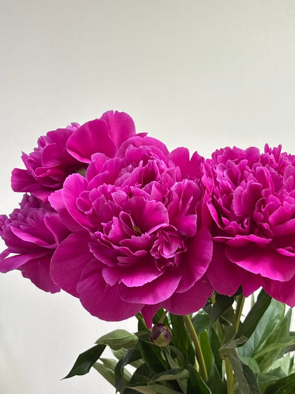 Pink peonies in various stages of bloom, Ust-Ilimsk