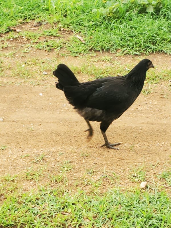 Morning scenes of people and chickens along Kabwir's dirt paths