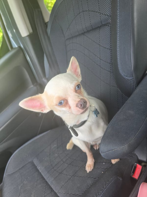 Small Chihuahua spotted in car passenger seat in Wattrelos