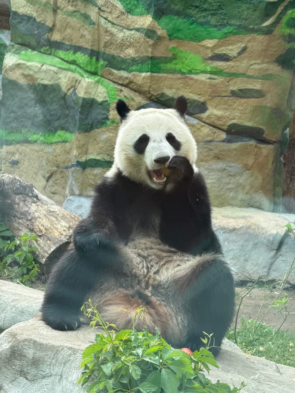 Giant panda feeds during midday rest at Moscow Zoo