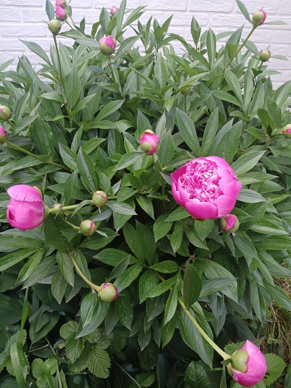 Garden blooms documented in Sumy, Ukraine home garden