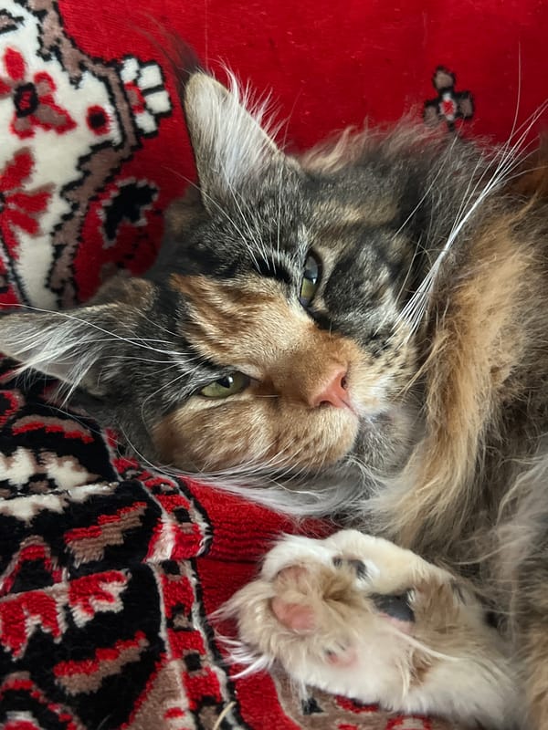 Pets at rest captured in quiet Kamskoe moments