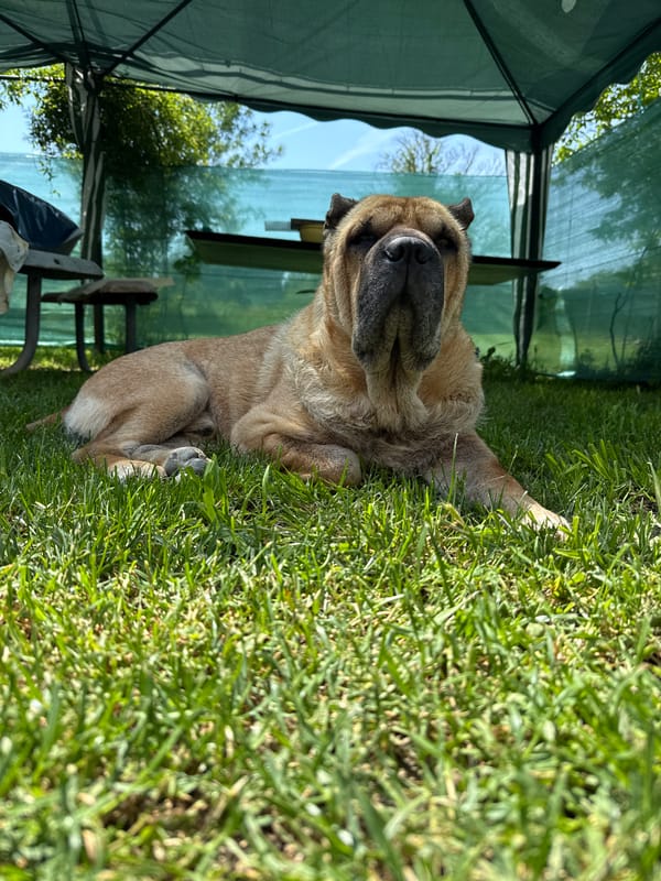 Large wrinkled dog rests on grass in Zornitsa, Bulgaria