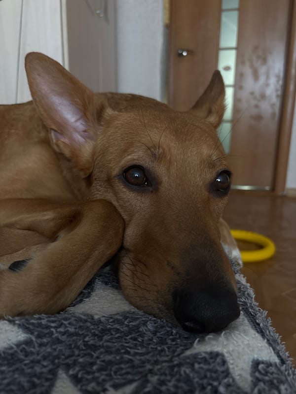 Dogs, a corn snake, and apartment life in Saint Petersburg