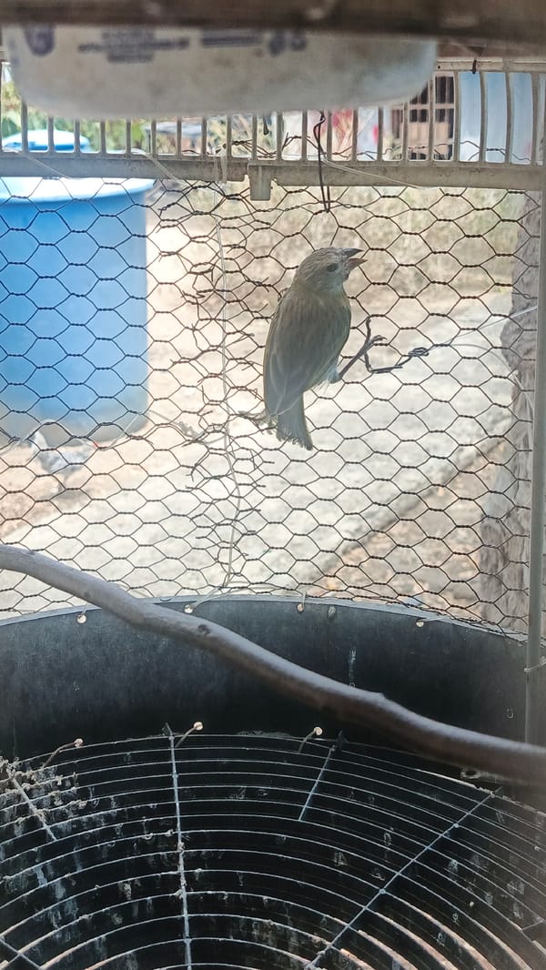 Bird spotted on cage wire mesh in La Tagua
