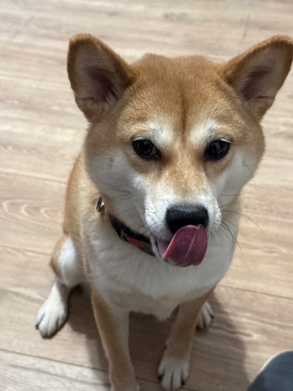 Shiba Inu photographed sitting on wooden floor in Troitsk