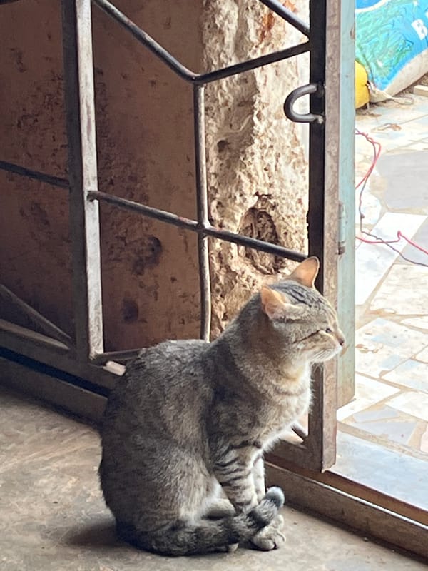 Morning scenes around a Jos neighborhood — streets, cats, and daily life