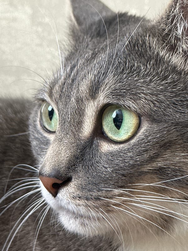 Grey tabby cat, close up and napping by a scratching post