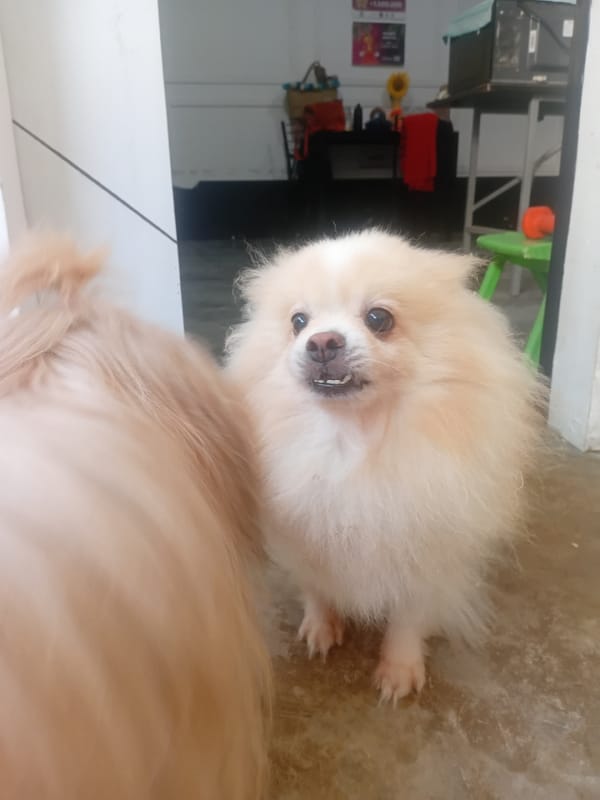 Playful Pomeranian dogs on concrete floor in Kuta Selatan