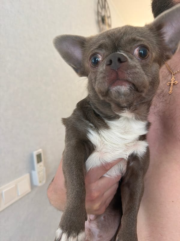 Morning chihuahua photos captured in Votkinsk home