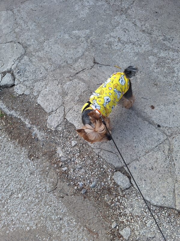 Yorkshire terrier in cartoon jacket spotted on cracked pavement
