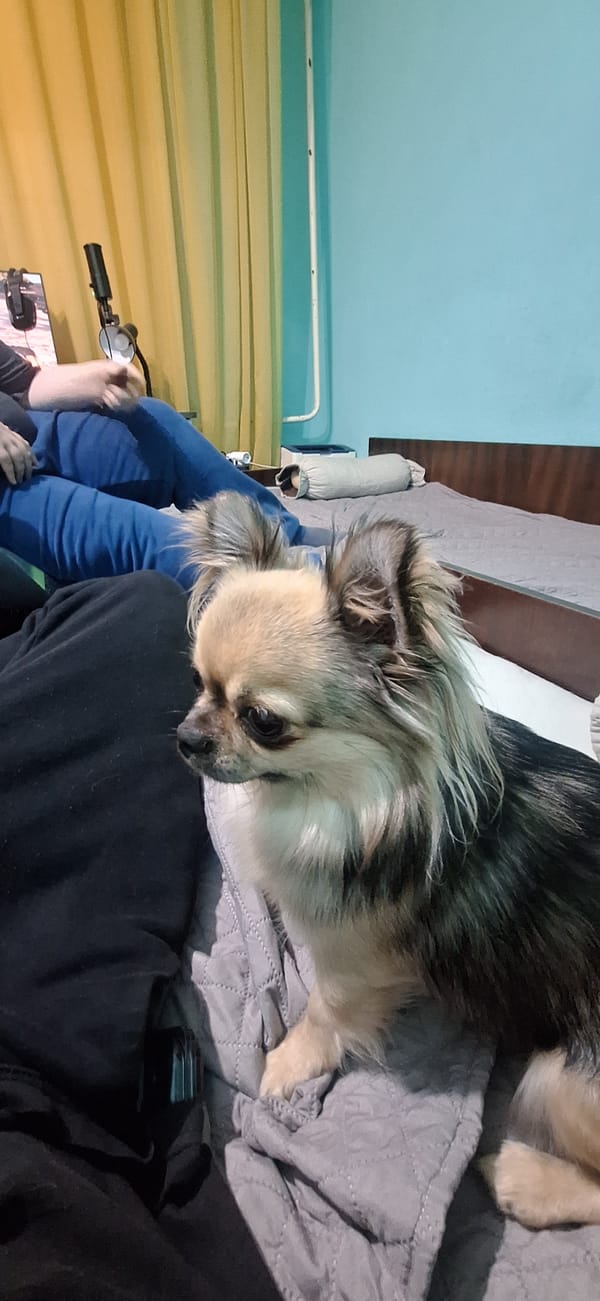 Chihuahua owner captures casual indoor moments in Stara Zagora