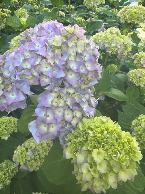 Afternoon in a garden: flowers, trees, and light