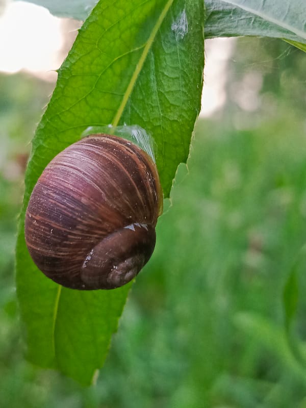 Snails on leaves, close up in Chaikovsky