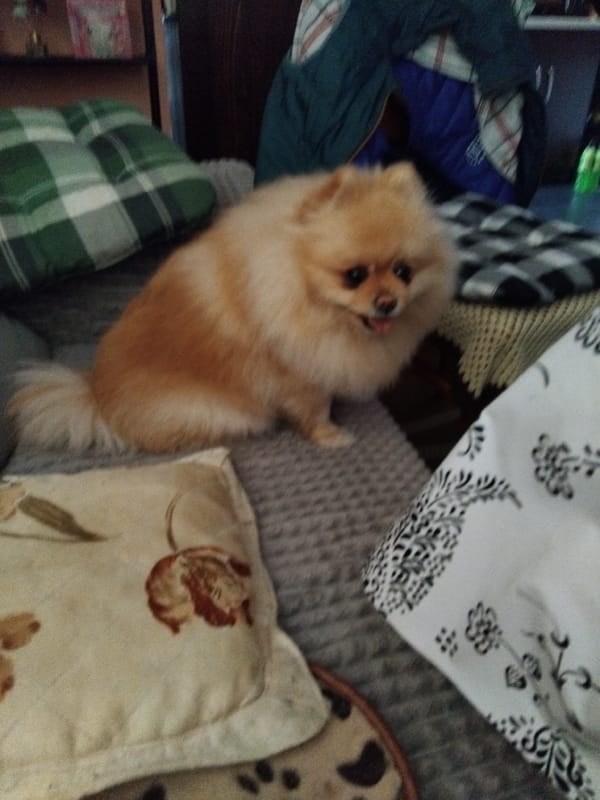 Pomeranian dog captured in domestic moments in Apriltsi, Bulgaria