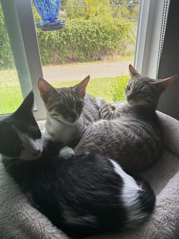 Three kittens lounging together by a sunny window