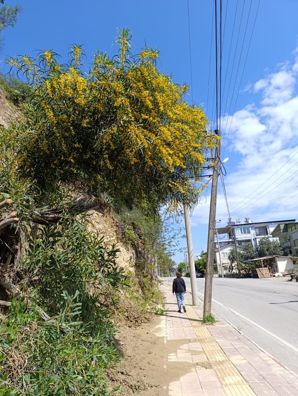 Person walks alone on sunny street in Aksu, Turkey