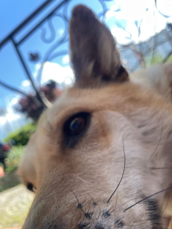 Dog day out: a garden explored up close