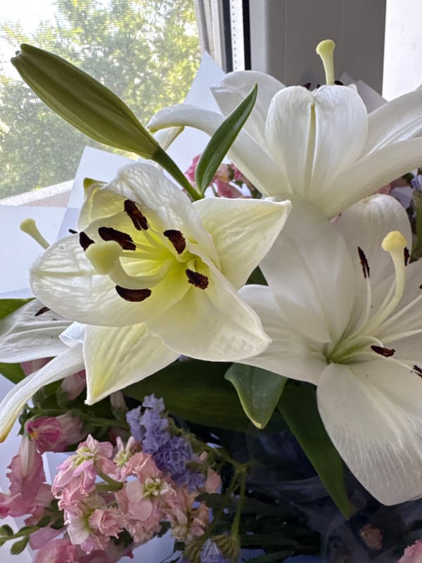 Close-up shots of lilies, chrysanthemums, and a houseplant