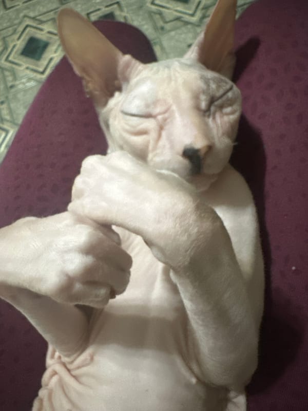Sphynx cat lounging and getting affection at home in Togliatti