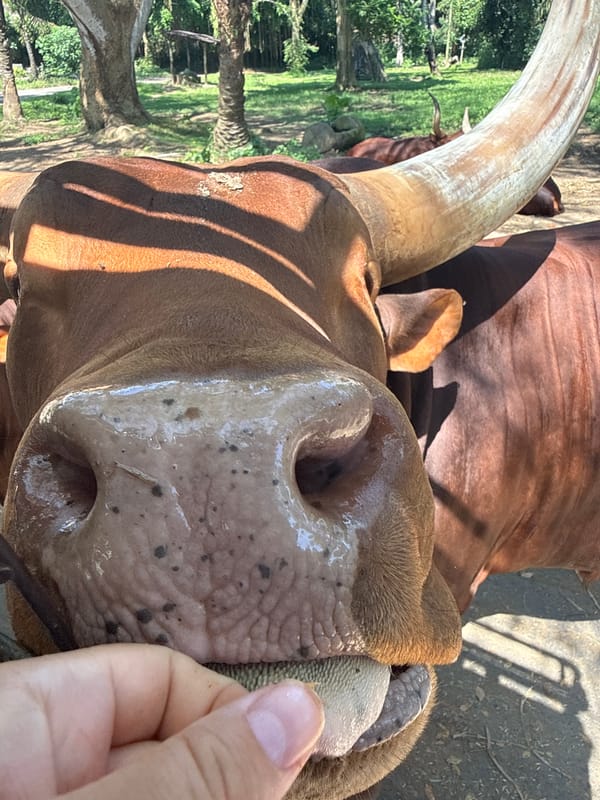 Morning walk through Bali Zoo, feeding and spotting wildlife