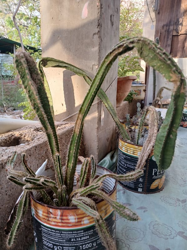 Everyday life at a modest home: plants, pets, and cooking
