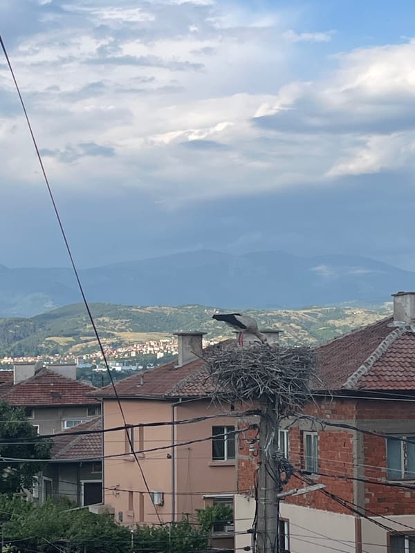 Stork nest and domestic life documented in Bulgarian village