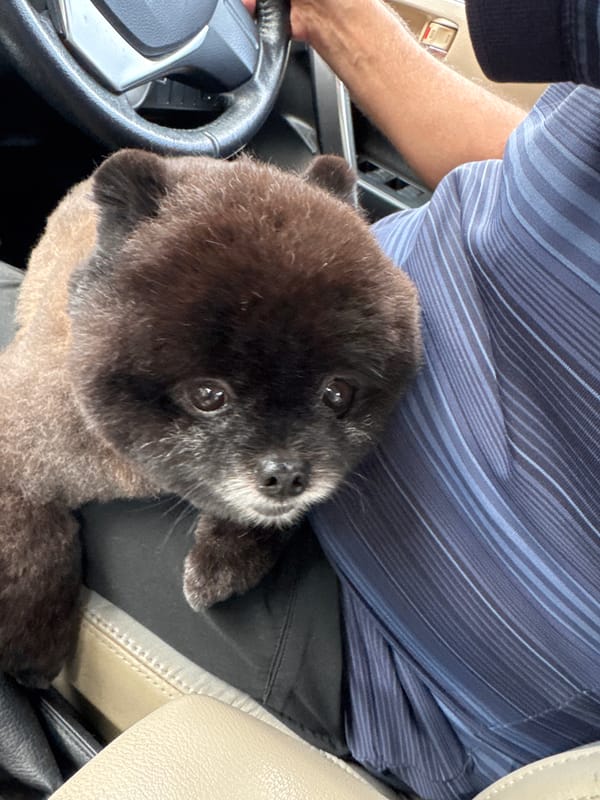 Small Pomeranian-type dog held close in Kathu