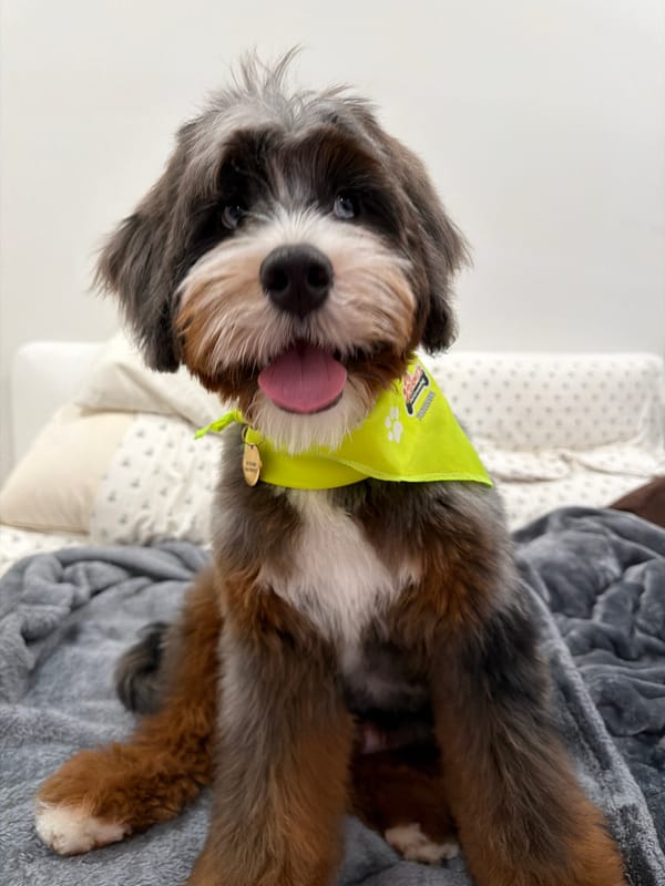 Bandana-wearing dog chills on blankets with a teddy bear