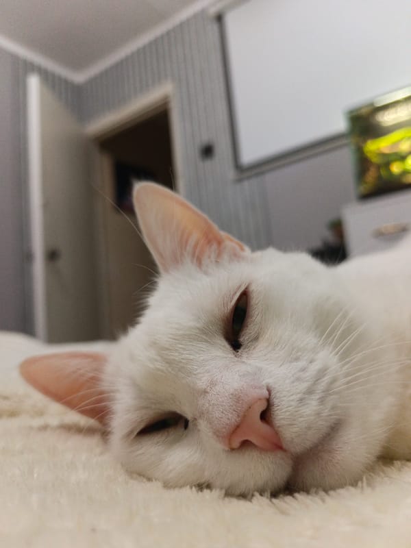 White cat sleeps peacefully on blanket in Sevastopol home