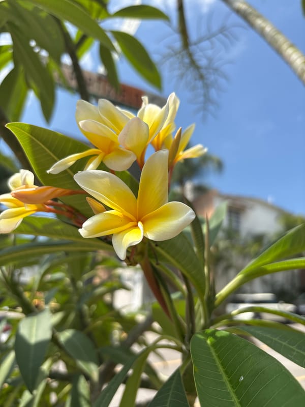 Garden flowers and Buddha statue documented in Tezoyuca, Mexico