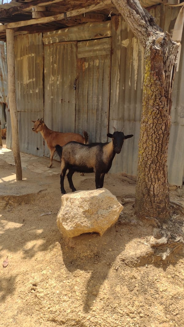 Ordinary animal activity observed in Jos neighborhood development area