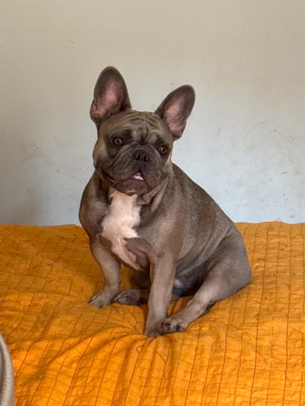 French Bulldogs at home in San Benedetto del Tronto, Italy