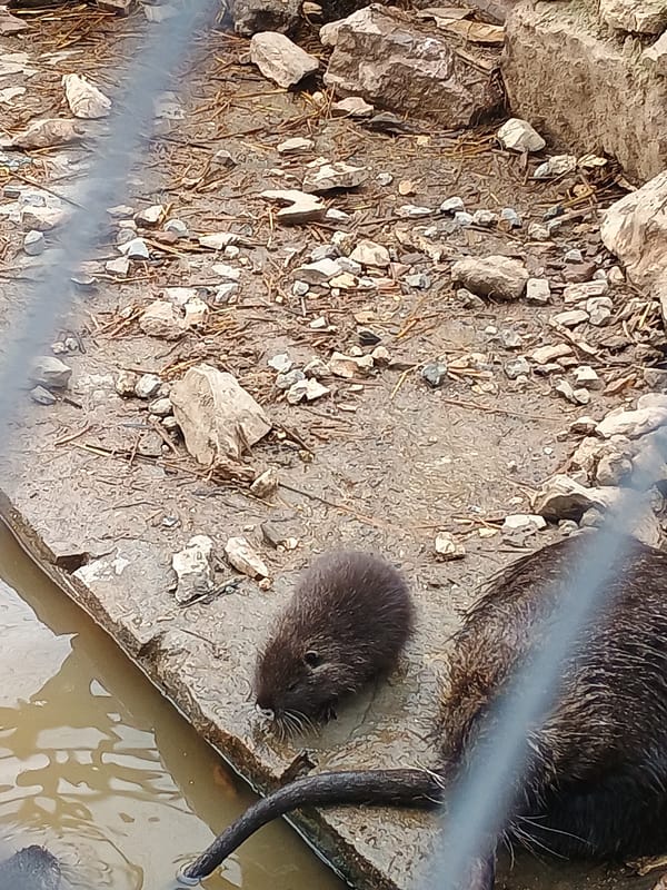 Zoo rodents observed in Stara Zagora enclosure