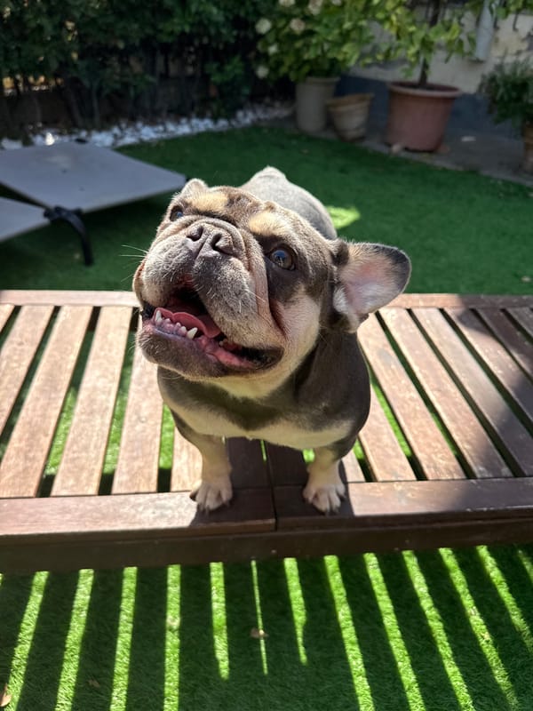 French Bulldogs spending a lazy afternoon in the backyard